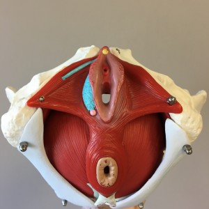The pelvic floor muscle 'bowl'